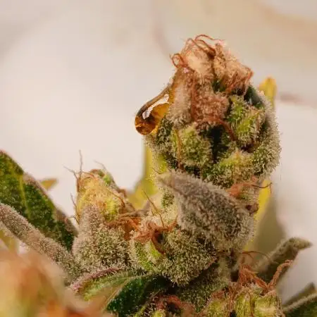 Apple Fritter