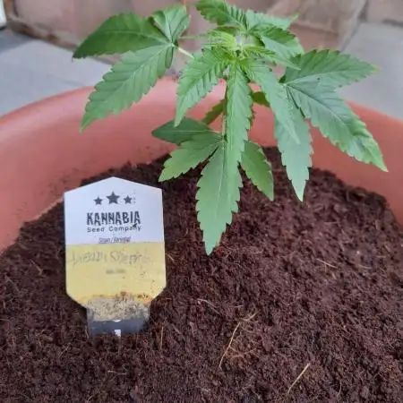 Outdoor Dream Sherbet