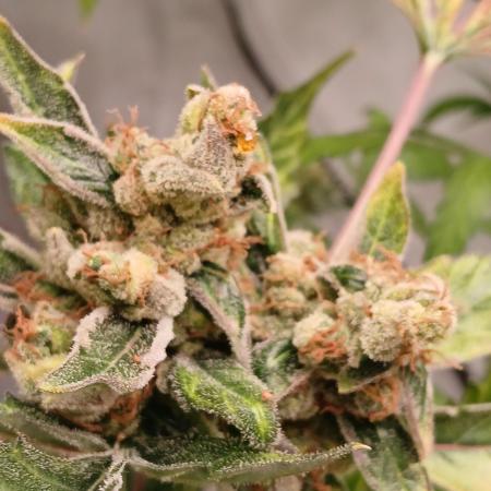 Apple Fritter