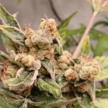 Apple Fritter