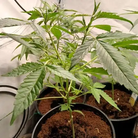 Delicious Cookies Auto