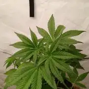 Cheese x Runtz = Chuntz