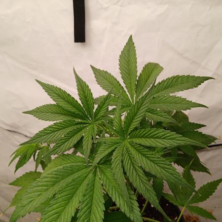 Cheese x Runtz = Chuntz