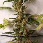 Black Orchidee