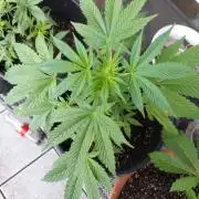 Midnight 🌌 Moonshine  🌛 Auto
