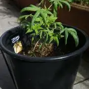 Sour J. Auto