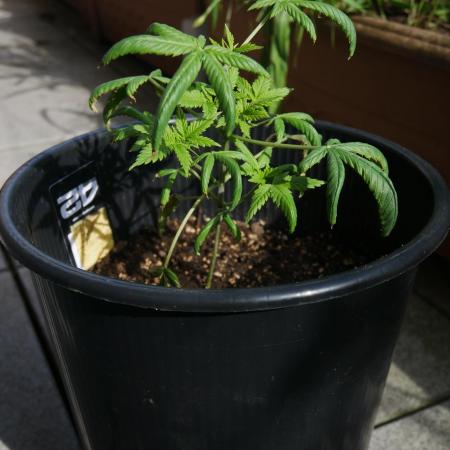 Sour J. Auto