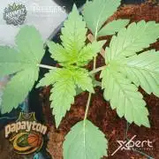 Papaya - Gary Payton