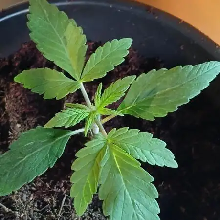 Outdoor sweet seeds