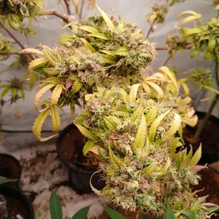 Watermelon zkittles