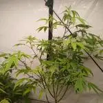 Strain A !!!!