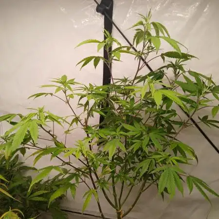 Strain A !!!!