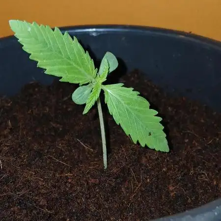 Banana Guava Auto