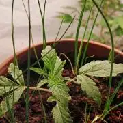 Apple Fritter Auto