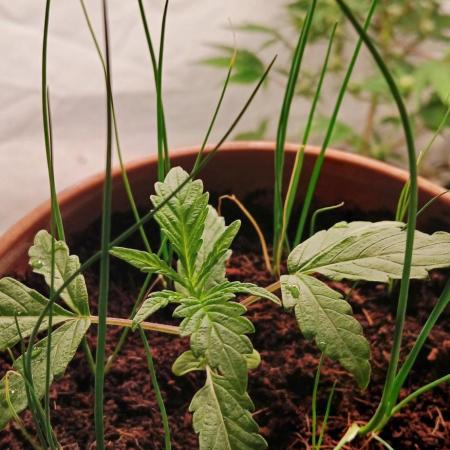 Apple Fritter Auto