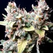 Banana Guava Auto