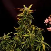 I dont no regular #Haze 90s