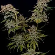 Banana Guava Auto
