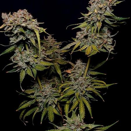 Banana Guava Auto
