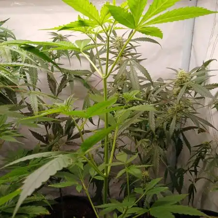 Pineapple Express