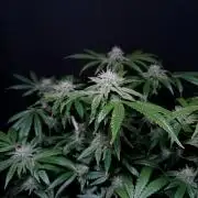 Z 42