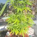 Outdoor Dream Sherbet