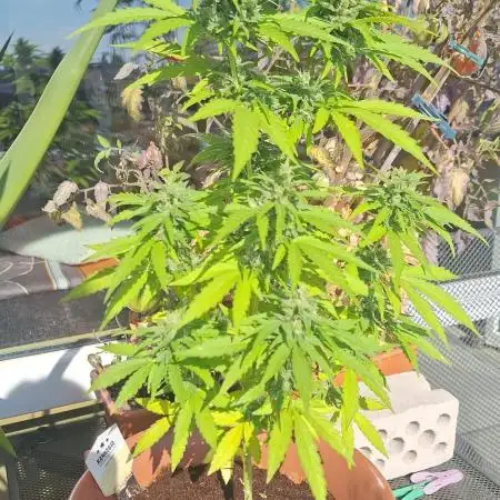 Outdoor Dream Sherbet