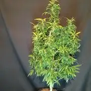 I dont no regular #Haze 90s