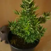 Midnight 🌌 Moonshine  🌛 Auto