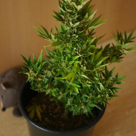 Midnight 🌌 Moonshine  🌛 Auto