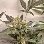 Apple Fritter