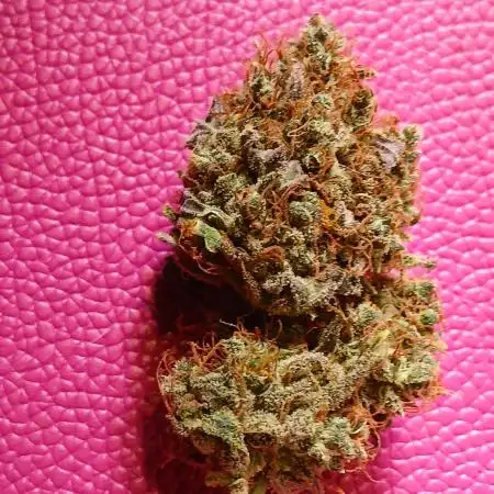Delicious Cookies Auto