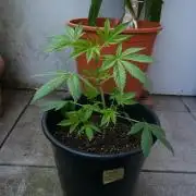 Midnight 🌌 Moonshine  🌛 Auto