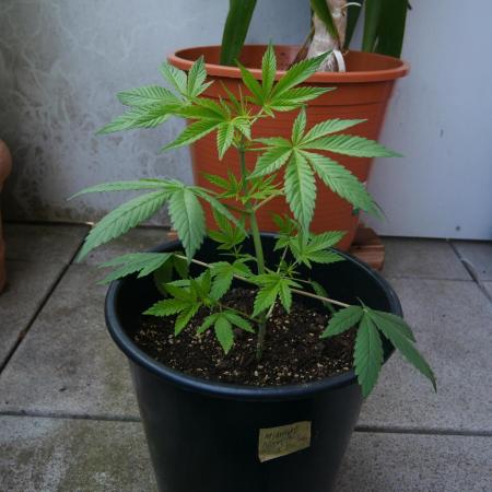 Midnight 🌌 Moonshine  🌛 Auto