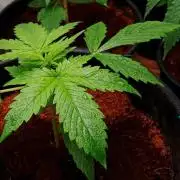Z ( Zkittlez ) Auto kannabia