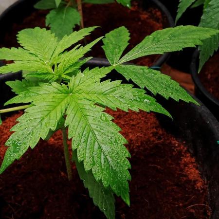 Z ( Zkittlez )  Auto kannabia