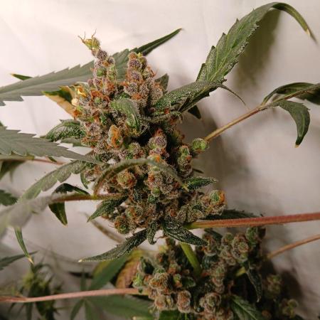 Pineapple slush xl Auto