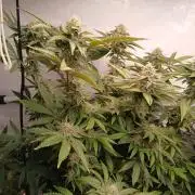 Papaya - Gary Payton