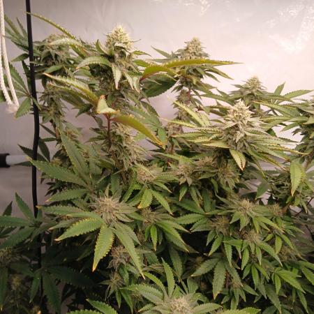 Papaya - Gary Payton