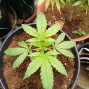 Cheese x Runtz = Chuntz