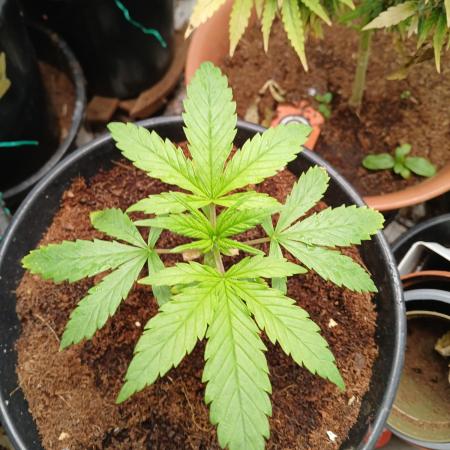 Cheese x Runtz = Chuntz