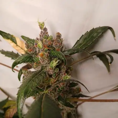 Pineapple slush xl Auto