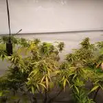 Watermelon zkittles
