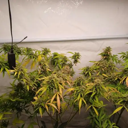 Watermelon zkittles