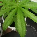 32 days of planting it