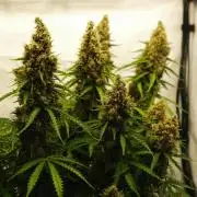 2 Autos 1 Tent