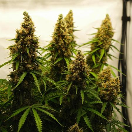 2 Autos 1 Tent
