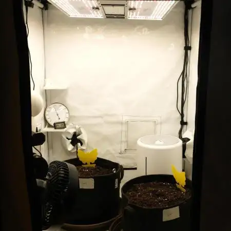 2 Autos 1 Tent
