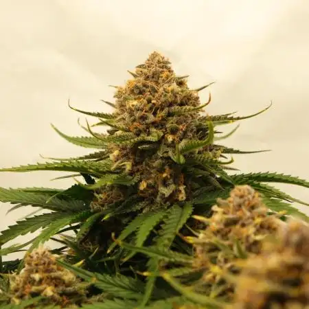 2 Autos 1 Tent