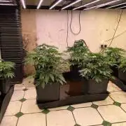 Purple Punches, Satdica Bulk Seeds